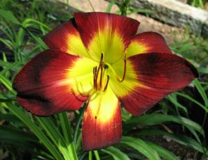 PERSIAN RUBY