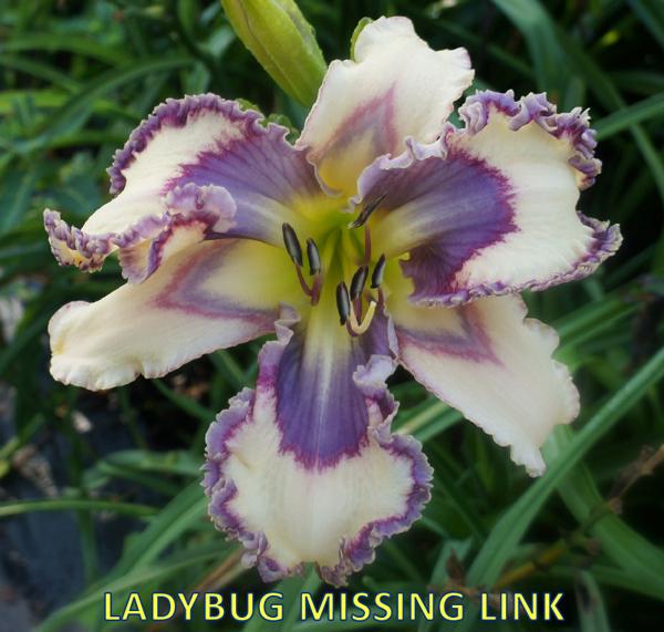 LADYBUG MISSING LINK 3nn DSC00821