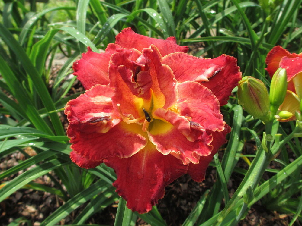 The Lamb's Garden - RED RAGTOP